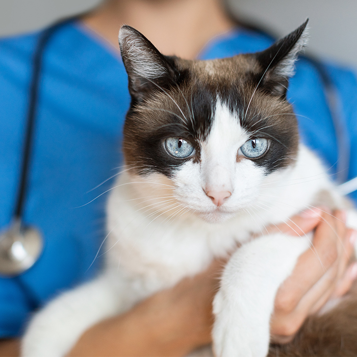 FIVP statement on CMA’s review of the veterinary sector