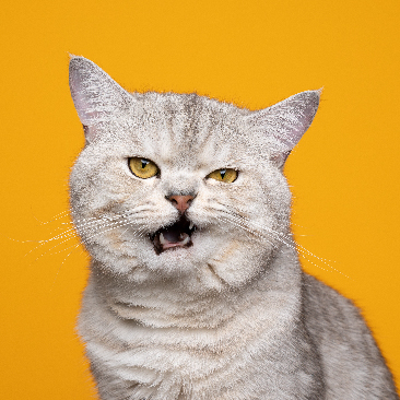 Understanding the Feline Grimace Scale: A Tool for Pain Assessment in Cats