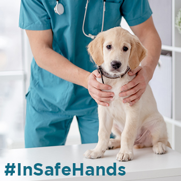 Change the narrative – join BVA’s #InSafeHands campaign