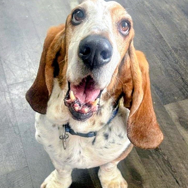 Basset hound makes remarkable recovery at Westport Vets